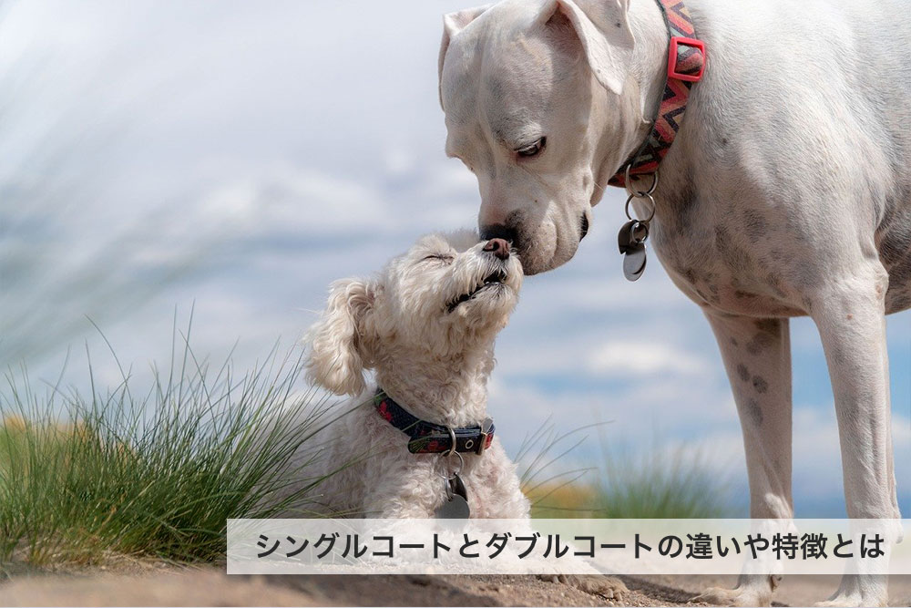 犬種によって異なるダブルコートとシングルコートの違いや特徴について